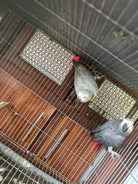 African grey breedar pair for sale 7