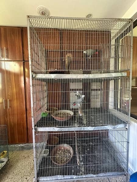 African grey breedar pair for sale 8