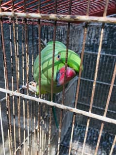 green ringneck parrot