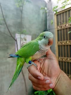 Handtame Green monk parrot friendly palyful bird