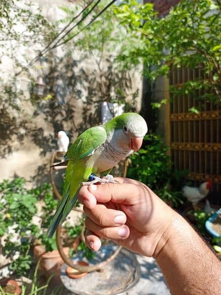 Handtame Green monk parrot friendly palyful bird 1