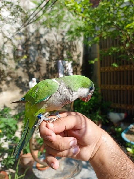 Handtame Green monk parrot friendly palyful bird 2