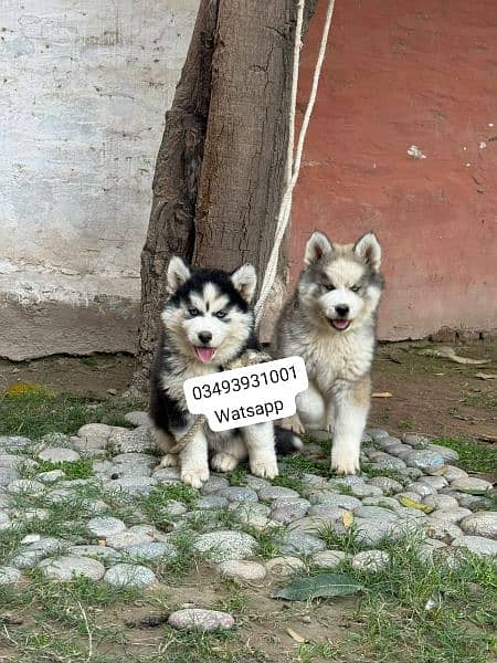 Siberian Husky puppies for sale hai 1