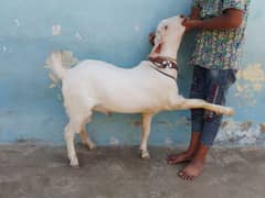 Bakra