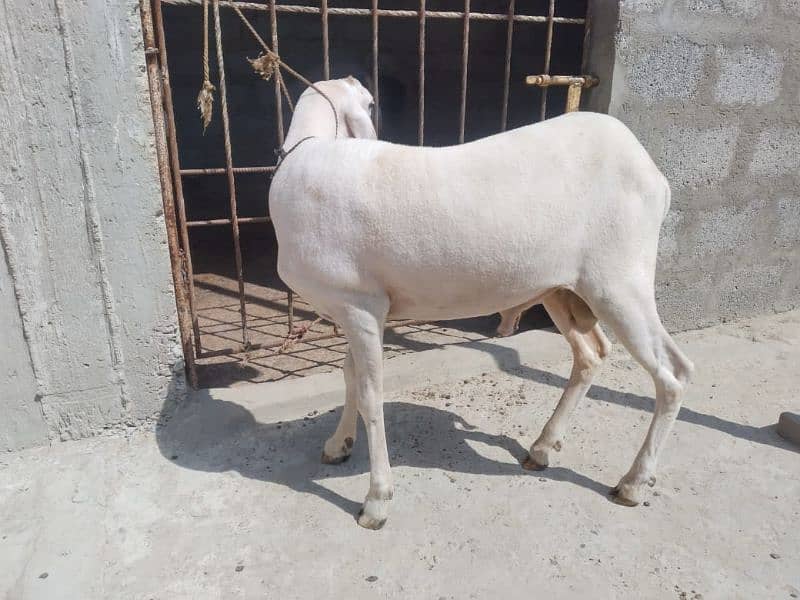 Bakra 1