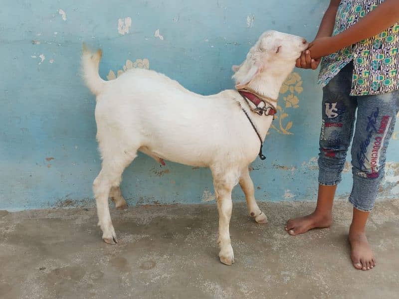 Bakra 5