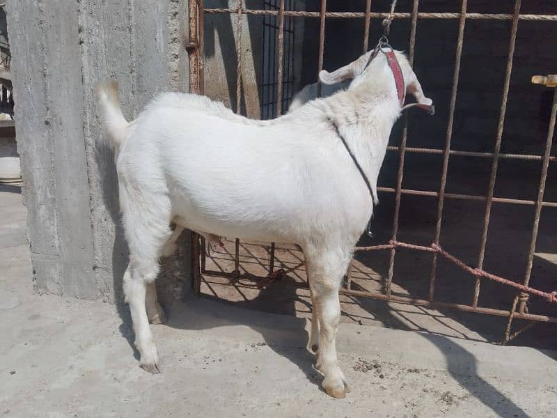 Bakra 11