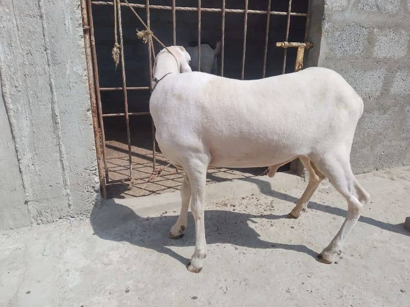 Bakra 13