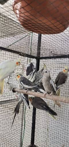 Blue Oplines/Common Lotino/Lotino Fishri/AlbinoRed Eye/love bird/