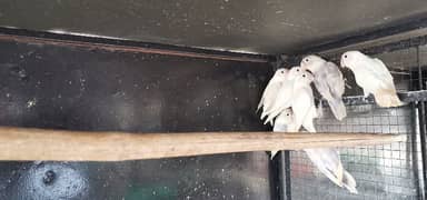 Blue Oplines/Common Lotino/Lotino Fishri/AlbinoRed Eye/love bird/