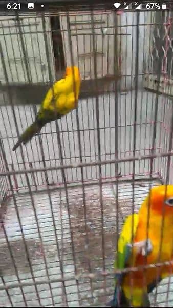 SUN CONURE  ADULT Male FOR SALE 1