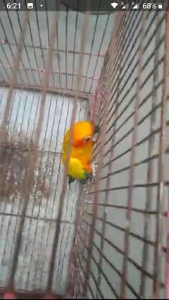 SUN CONURE READY TO BREED PAIR FOR SALE