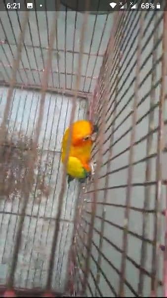 SUN CONURE  ADULT Male FOR SALE 0