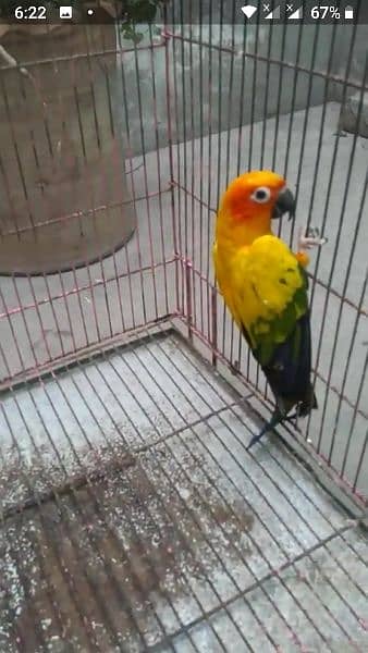 SUN CONURE  ADULT Male FOR SALE 2