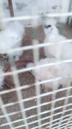 white silkie and motled bantam fertile eggs available