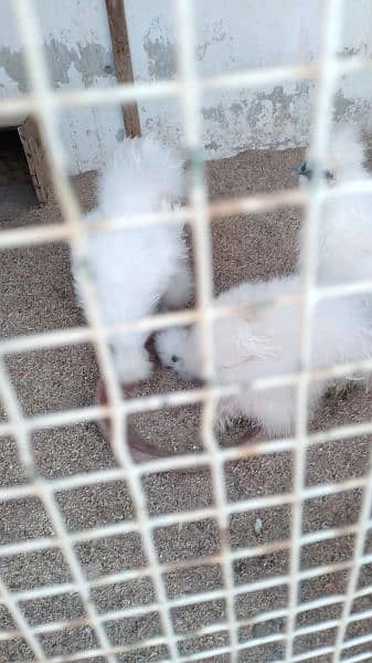 white silkie and motled bantam fertile eggs available 1