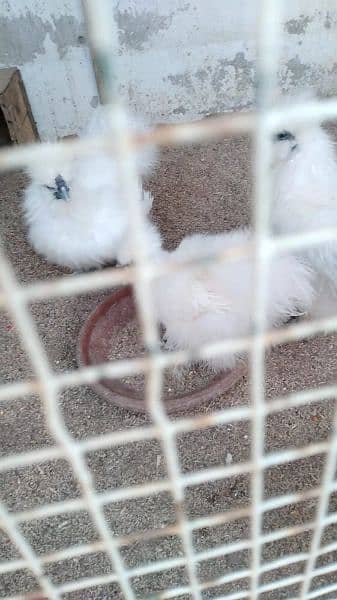 white silkie and motled bantam fertile eggs available 2