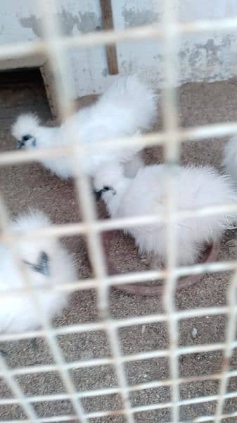 white silkie and motled bantam fertile eggs available 3