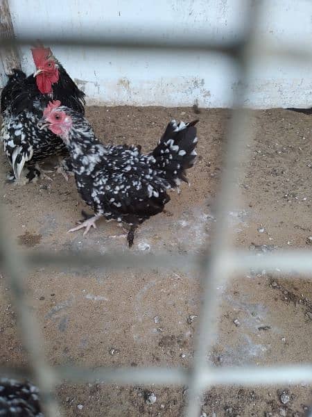 white silkie and motled bantam fertile eggs available 4