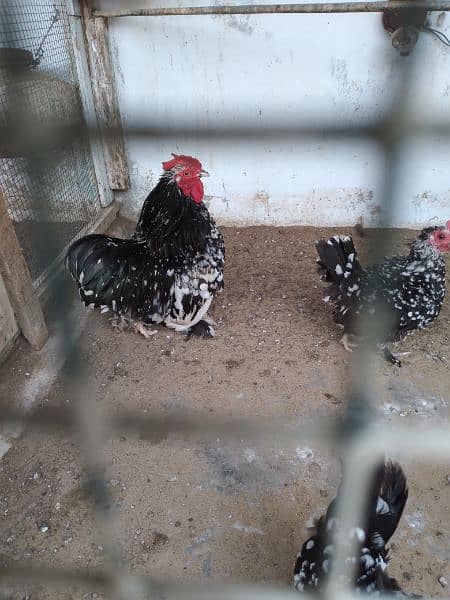 white silkie and motled bantam fertile eggs available 5