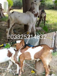 2 Healthy Male (Bakray) Goats