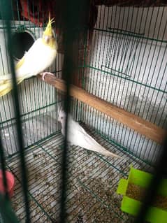 for sale in faisalabad breeding pair price 5000 red eye