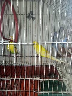 budgie