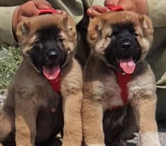 kurdish Kangal dog fair 2 months for sale security dog