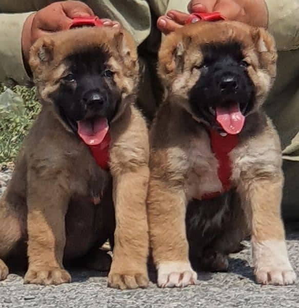 kurdish Kangal dog fair 2 months for sale security dog 1