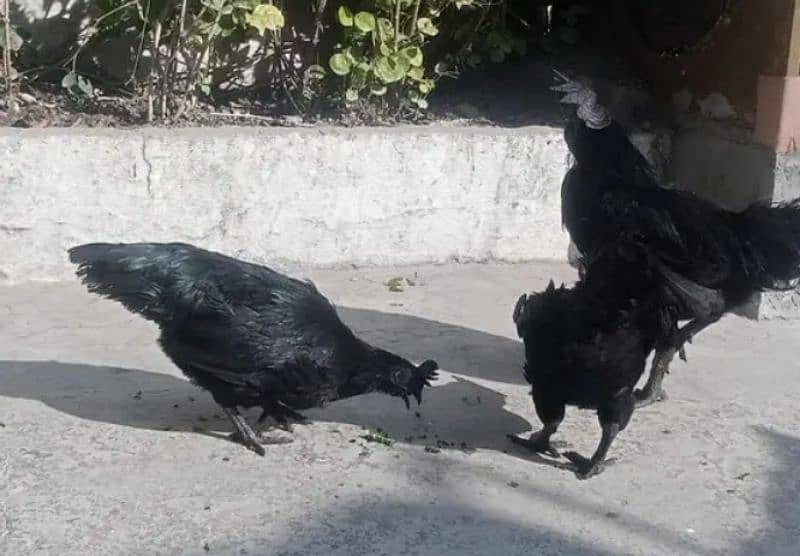 ayam cemani 1