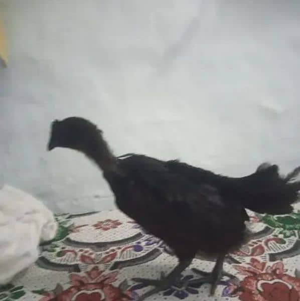 ayam cemani 2