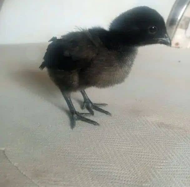 ayam cemani 4