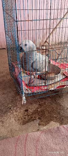 African Gray Parrot