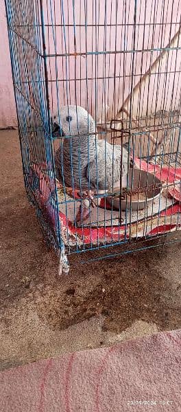 African Gray Parrot 0