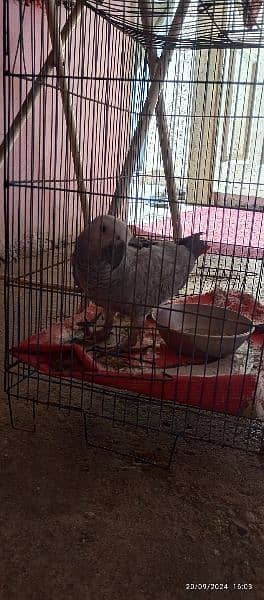 African Gray Parrot 2