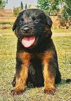 German Shepherd puppies for sale