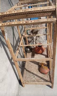 Australian Budgies  wooden cage and birds