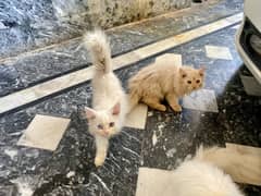 Pair of two persian kittens