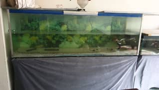 3 aquariums with fish