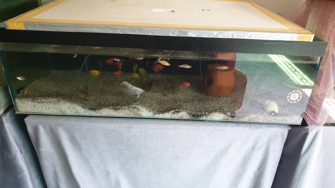 3 aquariums with fish 1