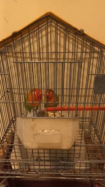 love bird Fisher +cage + box 03340990900 1