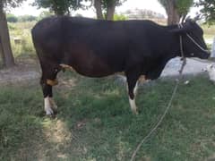 Jersey Freisan mix cow for sale