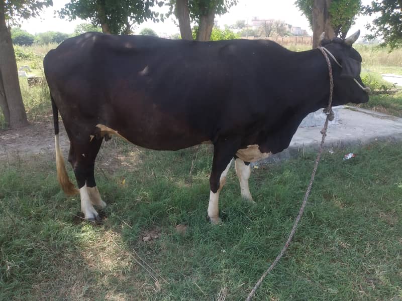 Jersey Freisan mix cow for sale 1