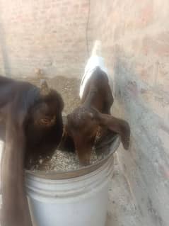 pure pateri goat ek male bache ke sath, rabta ke liye 03163069033 0