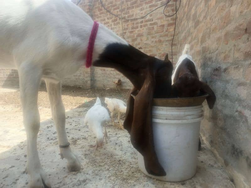 pure pateri goat ek male bache ke sath, rabta ke liye 03163069033 1