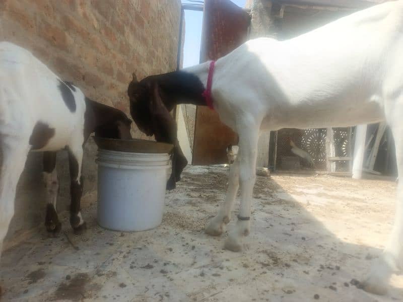 pure pateri goat ek male bache ke sath, rabta ke liye 03163069033 3