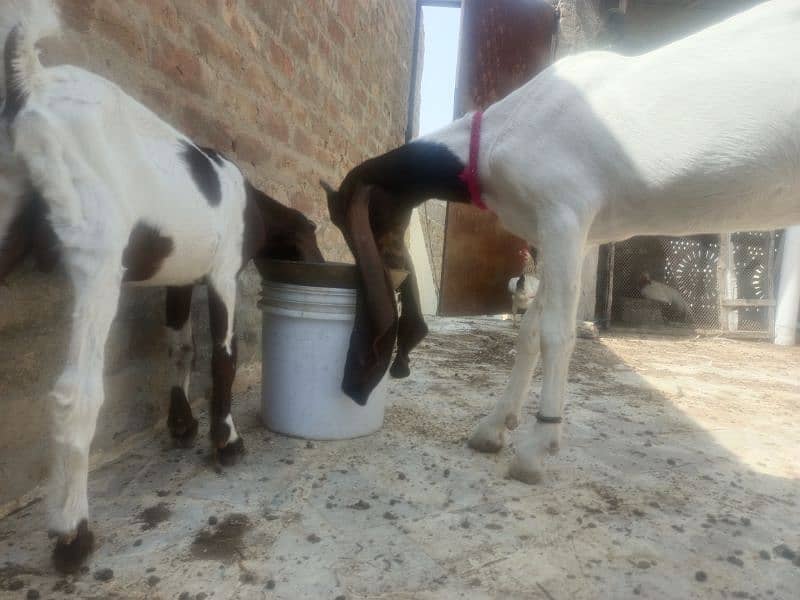 pure pateri goat ek male bache ke sath, rabta ke liye 03163069033 4