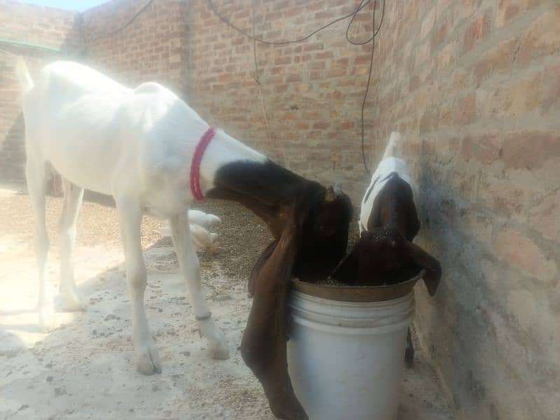 pure pateri goat ek male bache ke sath, rabta ke liye 03163069033 5