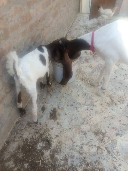 pure pateri goat ek male bache ke sath, rabta ke liye 03163069033 6