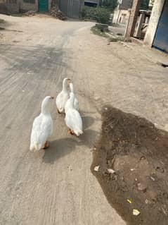 Duck pair